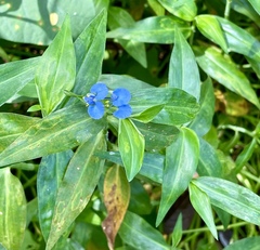 Commelina diffusa