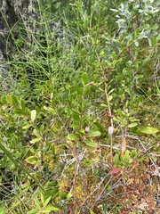 Chamaedaphne calyculata