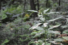 Eutrochium purpureum
