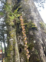 Epidendrum laucheanum