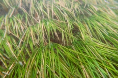 Zostera