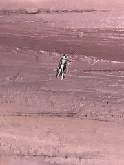 Monopis crocicapitella