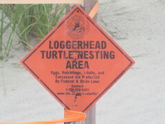 Caretta caretta