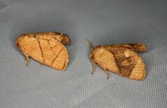 Apoda y-inversa