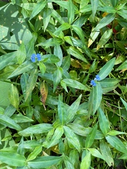 Commelina diffusa