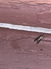 Monopis crocicapitella