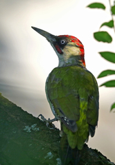 Picus viridis