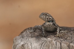 Sceloporus undulatus