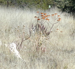 Aloe hereroensis
