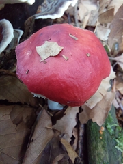 Russula sanguinea
