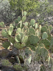 Opuntia dulcis