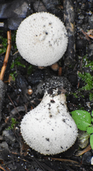 Lycoperdon perlatum