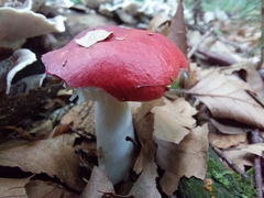 Russula sanguinea