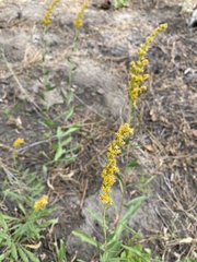 Solidago missouriensis