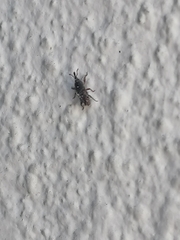 Sitophilus