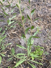 Solidago missouriensis