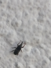 Sitophilus