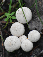 Lycoperdon perlatum
