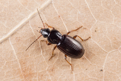 Pterostichus strenuus