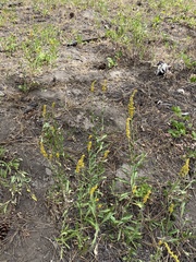 Solidago missouriensis