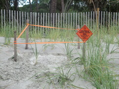 Caretta caretta