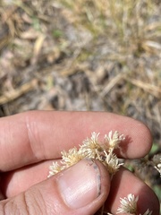 Antennaria luzuloides