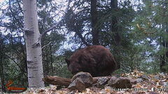 Ursus americanus machetes