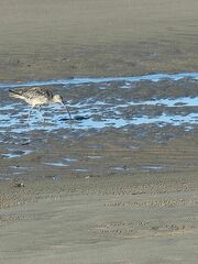 Numenius madagascariensis