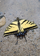 Papilio multicaudata grandiosus