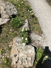 Pulsatilla occidentalis