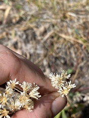 Antennaria luzuloides