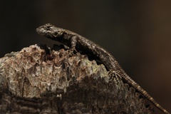Sceloporus undulatus