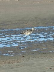 Numenius madagascariensis