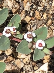 Euphorbia albomarginata