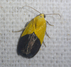 Ponometia semiflava
