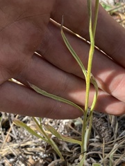 Antennaria luzuloides