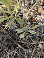 Antennaria luzuloides
