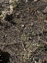 Antennaria luzuloides