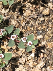 Euphorbia albomarginata