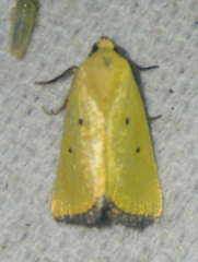 Marimatha nigrofimbria
