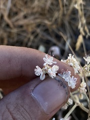 Eriogonum niveum