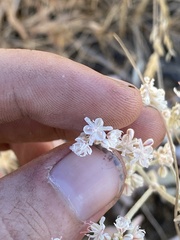 Eriogonum niveum
