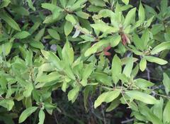 Persea borbonia
