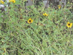 Helianthus debilis