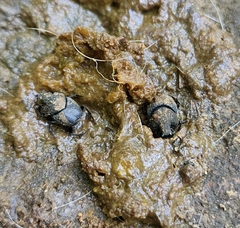 Onthophagus hecate