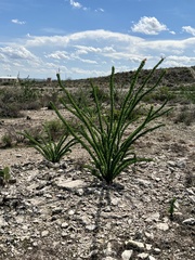 Fouquieria splendens