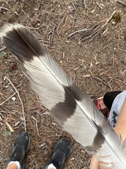 Accipiter