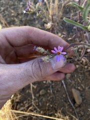 Dieteria canescens