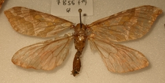 Sthenopis purpurascens