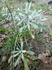 Artemisia ludoviciana